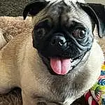 Dog, Pug, Carnivore, Dog breed, Whiskers, Fawn, Companion dog, Wrinkle, Ear, Snout, Toy Dog, Terrestrial Animal, Working Animal, Canidae, Furry friends, Grass, Dog Collar, Non-sporting Group, Puppy