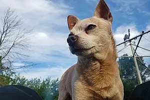 Name Chihuahua Dog Nacho