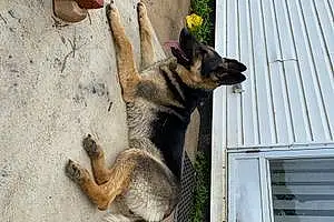 Name German Shepherd Dog Emmy