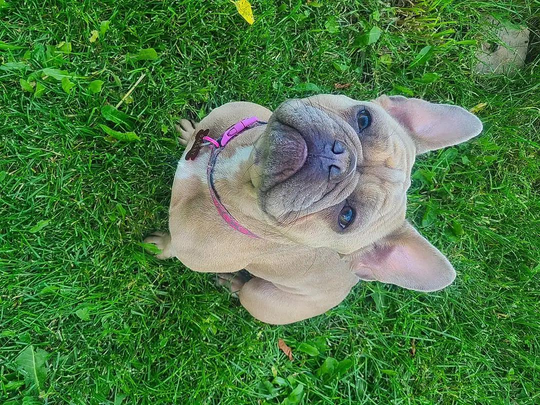 Glasses, Dog, Flower, Toy, Dog breed, Carnivore, Plant, Working Animal, Grass, Companion dog, Fawn, Groundcover, Lawn Ornament, Terrestrial Animal, Wrinkle, Whiskers, Snout, Tree, Bulldog