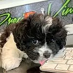 Dog, Carnivore, Dog breed, Companion dog, Computer Keyboard, Liver, Input Device, Toy Dog, Spaniel, Snout, Personal Computer, Office Equipment, Terrier, Working Animal, Ball, Whiskers, Furry friends, Small Terrier, Paw