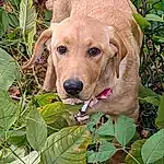 Dog, Plant, Eyes, Carnivore, Dog breed, Whiskers, Fawn, Companion dog, Collar, Working Animal, Grass, Snout, Dog Collar, Gun Dog, Canidae, Terrestrial Animal, Hunting Dog, Puppy