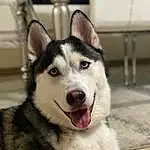 Head, Dog, Eyes, Dog breed, Carnivore, Sled Dog, Jaw, Whiskers, Iris, Snout, Collar, Siberian Husky, Companion dog, Furry friends, Working Animal, Terrestrial Animal, Working Dog, Canis, Canidae