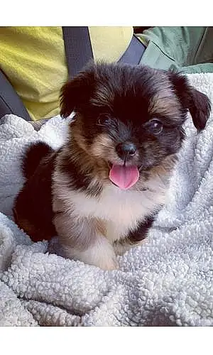 Name Pomeranian Dog Mowgli