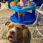 Dog, Blue, Dog breed, Carnivore, Chair, Collar, Hat, Working Animal, Fawn, Pet Supply, Companion dog, Table, Dog Collar, Snout, Fun, Shorts, Canidae, Sand, Toddler