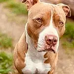 Dog, Eyes, Carnivore, Dog breed, Working Animal, Whiskers, Companion dog, Liver, Fawn, Collar, Ear, Snout, Terrestrial Animal, Dog Collar, Canidae, Grass, Ancient Dog Breeds, Working Dog, Non-sporting Group