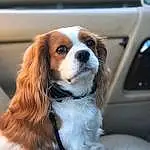 Dog, Dog breed, Carnivore, Whiskers, Companion dog, Fawn, Liver, Snout, Car, King Charles Spaniel, Vehicle, Automotive Mirror, Toy Dog, Canidae, Vehicle Door, Vroom Vroom, Furry friends, Cavalier King Charles Spaniel, Working Animal