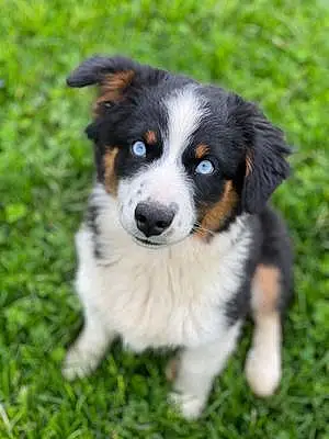 Name Australian Shepherd Dog Tessa