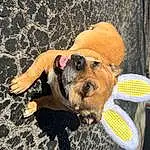 Dog, Carnivore, Dog breed, Hat, Fawn, Sunglasses, Companion dog, Fun, Toy, Snout, Dog Clothes, Toy Dog, Personal Protective Equipment, Recreation, Leisure, Fashion Accessory, Eyewear, Leash, Paw