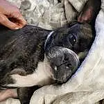 Dog, Carnivore, Working Animal, Whiskers, Dog breed, Boston Terrier, Companion dog, Fawn, Ear, Terrestrial Animal, Comfort, Snout, Bored, Nail, Canidae, Toy Dog, Furry friends, Nap, Non-sporting Group