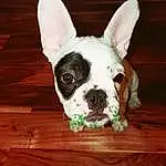 Dog, Carnivore, Ear, Dog breed, Working Animal, Wood, Fawn, Companion dog, Whiskers, Snout, Hardwood, Boston Terrier, Toy Dog, Terrestrial Animal, Grass, Tail, French Bulldog, Furry friends, Wood Stain