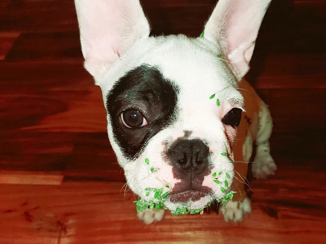 Dog, Carnivore, Ear, Dog breed, Working Animal, Wood, Fawn, Companion dog, Whiskers, Snout, Hardwood, Boston Terrier, Toy Dog, Terrestrial Animal, Grass, Tail, French Bulldog, Furry friends, Wood Stain