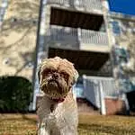 Dog, Liver, Carnivore, Shih Tzu, Building, Fawn, Grass, Toy Dog, Companion dog, Dog breed, Sky, Terrier, Working Animal, Snout, Furry friends, Small Terrier, Water Dog, Plant, Canidae, Maltepoo