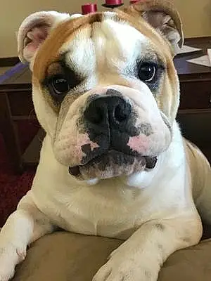Bulldog Dog Caesar