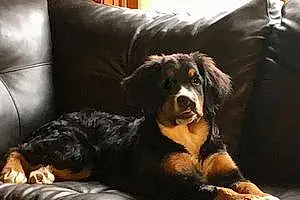 Name Bernese Mountain Dog Dog Pippa