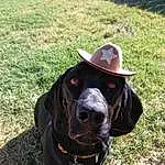 Dog, Outerwear, Eyes, Hat, Dog breed, Carnivore, Working Animal, Liver, Fedora, Sun Hat, Fawn, Sunglasses, Companion dog, Grass, Collar, Snout, Pet Supply, Cowboy Hat, Canidae