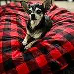 Dog, Dog Supply, Tartan, Comfort, Dog breed, Carnivore, Textile, Grey, Plaid, Fawn, Companion dog, Red, Pattern, Whiskers, Toy Dog, Snout, Linens, Working Animal, Paw