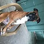 Dog, Dog breed, Carnivore, Collar, Companion dog, Fawn, Snout, Fixture, Tail, Comfort, Canidae, Dog Collar, Vehicle Door, Windshield, Liver, Working Animal, Working Dog, Boxer