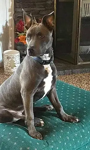 Pitt Bull Terrier Dog Blue
