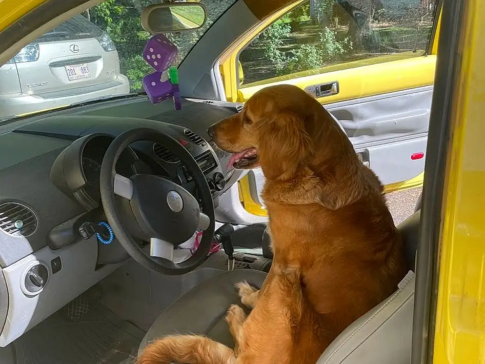 Car, Vehicle, Dog, Vroom Vroom, Automotive Design, Yellow, Mode Of Transport, Vehicle Door, Automotive Mirror, Car Seat Cover, Automotive Exterior, Carnivore, Fawn, Companion dog, Tints And Shades, Car Seat, Auto Part, Steering Wheel, Snout, Personal Luxury Car
