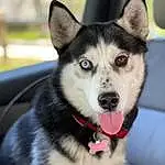 Head, Dog, Eyes, Dog breed, Sled Dog, Carnivore, Jaw, Collar, Iris, Companion dog, Whiskers, Snout, Working Animal, Furry friends, Siberian Husky, Dog Collar, Canis, Working Dog, Canidae