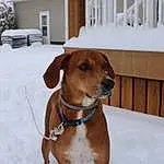 Dog, Snow, White, Window, Carnivore, Collar, Pet Supply, Dog breed, Plant, Working Animal, Dog Supply, Liver, Whiskers, Fawn, Dog Collar, Freezing, Companion dog, Snout, Winter, Fence