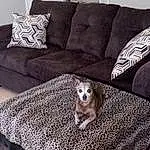 Dog, Couch, Furniture, White, Comfort, Textile, Interior Design, Carnivore, Dog breed, Living Room, Studio Couch, Grey, Table, Wood, Pillow, Fawn, Companion dog, Hardwood