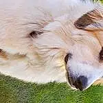 Dog, Carnivore, Plant, Dog breed, Fawn, Companion dog, Whiskers, Grass, Furry friends, Canidae, Volpino Italiano, Terrestrial Animal, Herding Dog, Working Dog, Ancient Dog Breeds