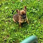 Dog breed, Fawn, Grass, Terrestrial Animal, Groundcover, Bat, Snout, Terrestrial Plant, Common Pipistrelle, Suidae, Canidae, Grassland, Rodent, Herbaceous Plant, Marsupial