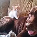 Dog, Liver, Carnivore, Working Animal, Fawn, Whiskers, Companion dog, Dog breed, Cat, Comfort, Gun Dog, Snout, Weimaraner, Furry friends, Pointing Breed, Felidae, Borador, Small To Medium-sized Cats, Hunting Dog, Canidae
