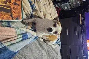Name Chihuahua Dog Eva