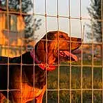 Dog, Dog breed, Carnivore, Fence, Pet Supply, Mesh, Liver, Working Animal, Wire Fencing, Plant, Line, Fawn, Collar, Sky, Companion dog, Dog Supply, Snout, Terrestrial Animal