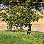 Plant, Dog, Branch, Tree, People In Nature, Sunlight, Shade, Grass, Natural Landscape, Woody Plant, Landscape, Tints And Shades, Grassland, Twig, Leisure, Trunk, Pasture, Deciduous, Field