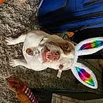 Wheel, Dog, Tire, Jaw, Carnivore, Dog breed, Fawn, Bicycle Wheel, Automotive Tire, Working Animal, Snout, Fender, Collar, Eyewear, Whiskers, Tail, Companion dog, Felidae, Fish, Hubcap