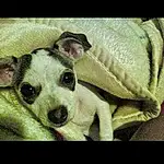 Dog, Dog breed, Carnivore, Working Animal, Comfort, Companion dog, Snout, Whiskers, Rectangle, Terrestrial Animal, Selfie, Display Device, Furry friends, Paw, Linens, Photo Caption, Square, Flash Photography, Couch