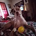 Dog, Picture Frame, Window, Lighting, Couch, Carnivore, Fawn, Comfort, Dog breed, Thigh, Companion dog, Curtain, Trunk, Toy, Abdomen, Ball, Wood, Human Leg, Chest