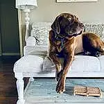 Dog, Dog breed, Comfort, Couch, Liver, Carnivore, Companion dog, Fawn, Working Animal, Rectangle, Lamp, Pet Supply, Snout, Hardwood, Tail, Window, Chair, Dog Supply