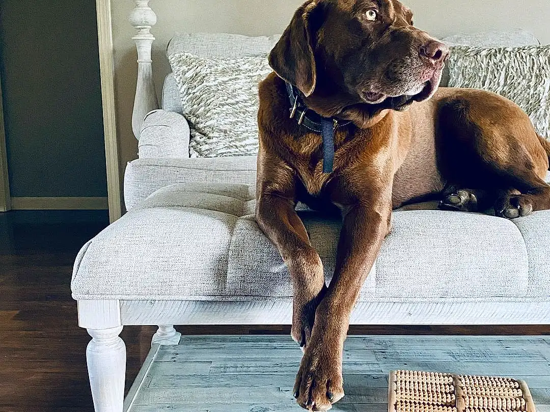 Dog, Dog breed, Comfort, Couch, Liver, Carnivore, Companion dog, Fawn, Working Animal, Rectangle, Lamp, Pet Supply, Snout, Hardwood, Tail, Window, Chair, Dog Supply