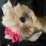 Dog, Dog breed, Carnivore, Companion dog, Dog Supply, Working Animal, Toy Dog, Snout, Liver, Small Terrier, Terrier, Pet Supply, Whiskers, Canidae, Furry friends, Mal-shi, Puppy love, Shih Tzu, Toy