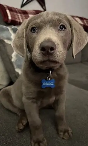 Name Labrador Retriever Dog Marshall