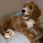 Dog, Dog Supply, Dog breed, Carnivore, Fawn, Companion dog, Toy Dog, Liver, Working Animal, Comfort, Terrier, Small Terrier, Pet Supply, Furry friends, Water Dog, Puppy love, Dog Collar, Poodle Crossbreed, Labradoodle