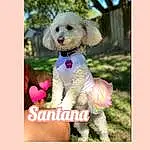 Dog, Carnivore, Dog breed, Plant, Water Dog, Companion dog, Toy Dog, Poodle, Dog Collar, Grass, Terrier, Dog Supply, Magenta, Happy, Canidae, Toy, Non-sporting Group, Puppy love, Furry friends