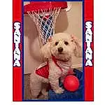 Dog, Dog Supply, Carnivore, Companion dog, Dog breed, Font, Sports Equipment, Ball, Basketball Hoop, Toy, Toy Dog, Pet Supply, Pattern, Rectangle, Fashion Accessory, Working Animal, Play, Bowl
