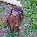 Dog, Carnivore, Liver, Whiskers, Fawn, Dog breed, Companion dog, Working Animal, Grass, Gun Dog, Furry friends, Labrador Retriever, Terrestrial Animal, Canidae, Pointing Breed, Guard Dog, Hunting Dog, Working Dog