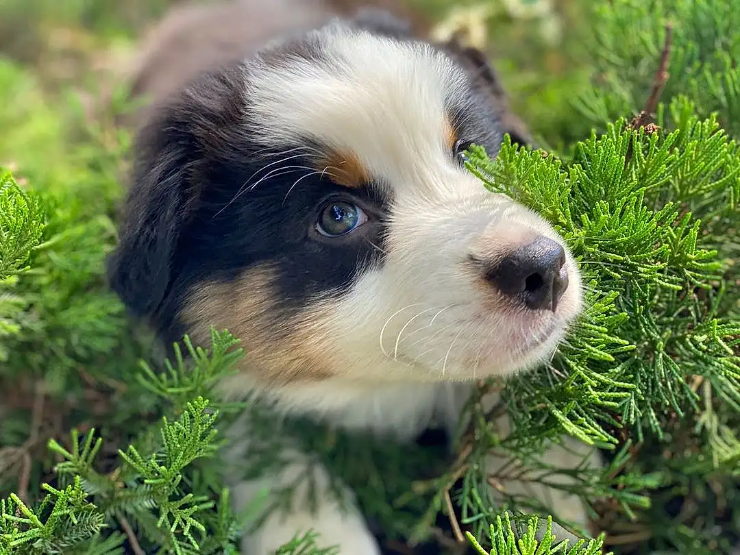 Dog, Plant, Carnivore, Grass, Whiskers, Companion dog, Terrestrial Plant, Dog breed, Terrestrial Animal, Natural Landscape, Groundcover, Evergreen, Tree, Herding Dog, Canidae, Conifer, Working Dog, Working Animal, Puppy