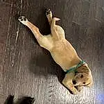 Dog, Dog breed, Carnivore, Fawn, Companion dog, Tail, Snout, Trunk, Art, Elbow, Wood, Canidae, Foot, Human Leg, Working Animal, Adventure, Shadow, Dog Collar