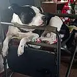 Dog, Window, Christmas Tree, Dog breed, Carnivore, Companion dog, Comfort, Snout, Living Room, Couch, Event, Canidae, Room, Boston Terrier, Chair, Dog Supply, Working Animal, Home, Holiday