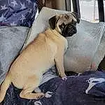 Dog, Carnivore, Fawn, Companion dog, Comfort, Dog breed, Furry friends, Nap, Tail, Canidae, Pug, Non-sporting Group, Puppy, Guard Dog, Sleep, Felidae