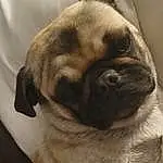 Pug, Dog, Dog breed, Carnivore, Companion dog, Fawn, Whiskers, Wrinkle, Comfort, Ear, Snout, Working Animal, Terrestrial Animal, Canidae, Toy Dog, Furry friends, Nap, Paw, Non-sporting Group