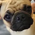 Head, Dog, Pug, Eyes, Dog breed, Carnivore, Companion dog, Fawn, Wrinkle, Snout, Whiskers, Working Animal, Close-up, Canidae, Toy Dog, Furry friends, Terrestrial Animal, Puppy, Non-sporting Group